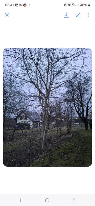 Oddam za darmo drewno