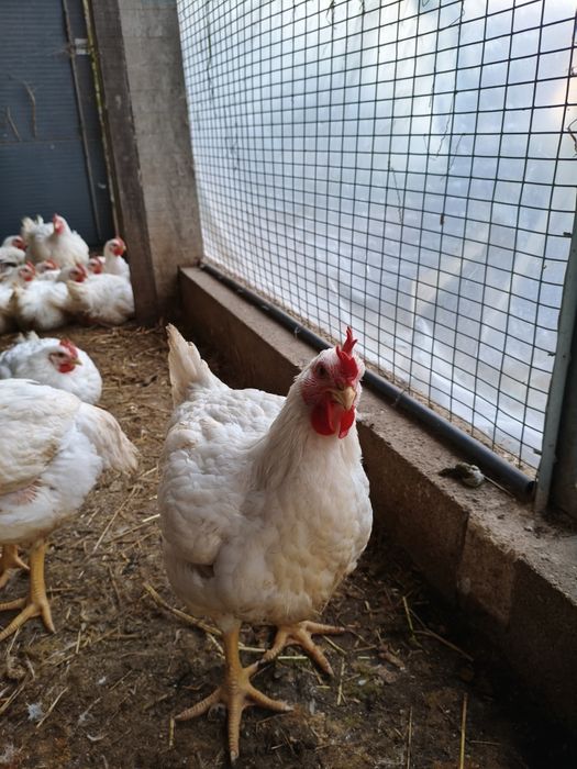 Frangos Brancos abituados a comer de tudo