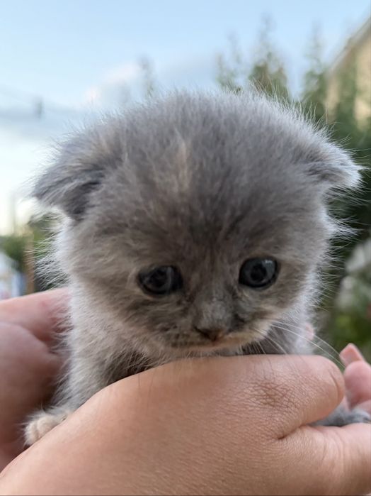 Віддам веслоухого кошеня