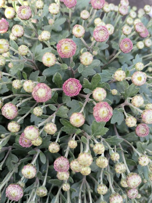 Хризантема мультифлора