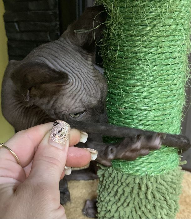 Sfinks kanadyjski czarny słodziak do odbioru. Rodowód