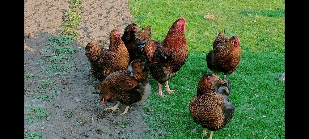 Jaja lęgowe Wyandotte złoto-łuskowana olbrzymia