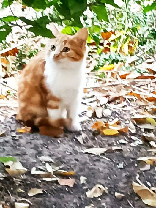 Котята  кошечки рыжие белые бесплатно