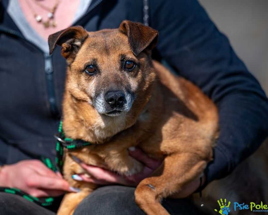 Spokojny, sympatyczny psiak PYPEĆ ogląda się za domkiem!