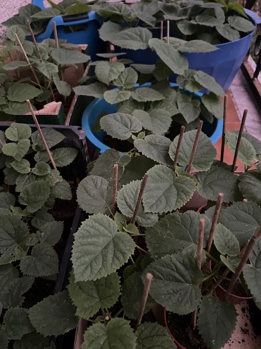 Paulownia elongata