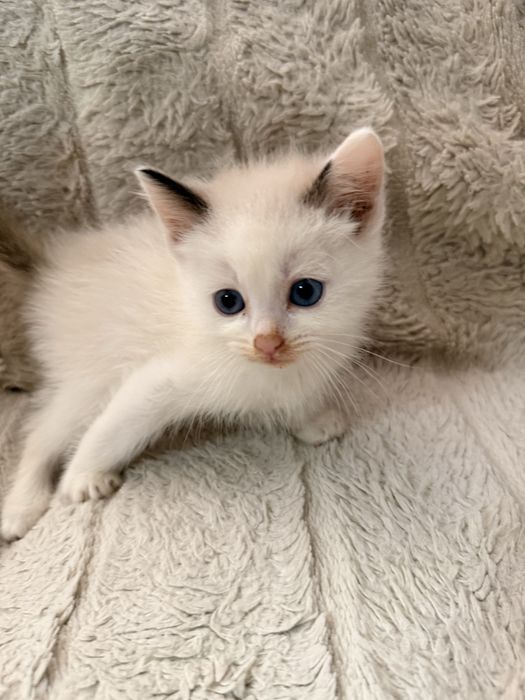 Ragdoll kot kocurek