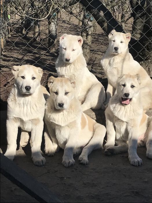 Цуценята чистокровного Алабая
