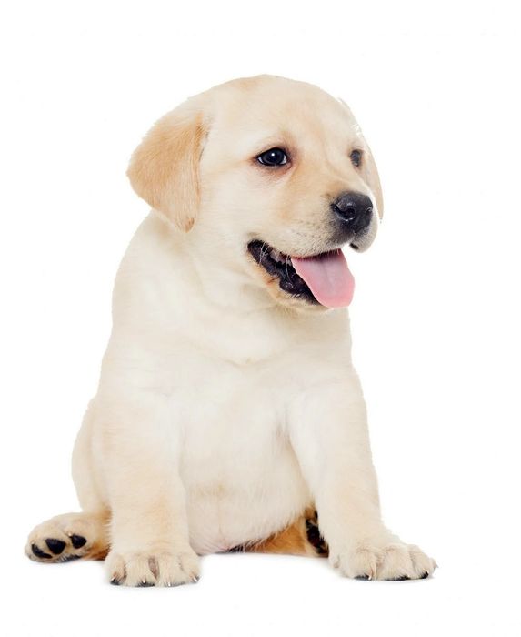 Лабрадори хлопчики та дівчата Доставка в Німеччину оплата по факту