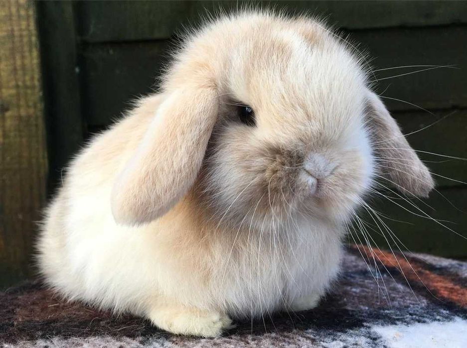 KIT Coelhos anões orelhudos, mini lop adoráveis e super inteligentes