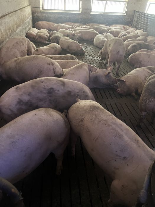 Продам свиней 180-210