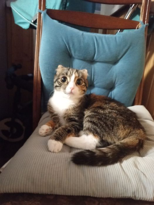 Отдам кошечку в добрые руки