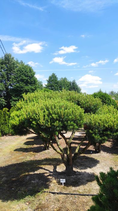 Piękne, formowane drzewa i krzewy ozdobne Bonsai i inne. Sosna, Cis, Tuja, Niwaki. Ogród