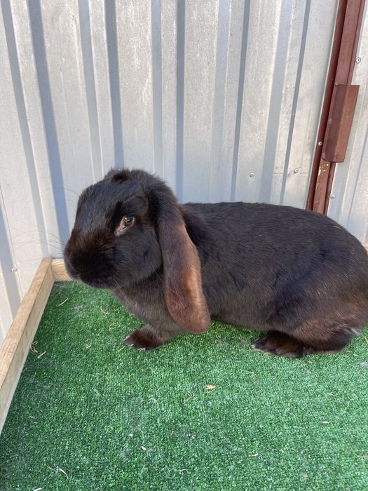 Sprzedam króliki