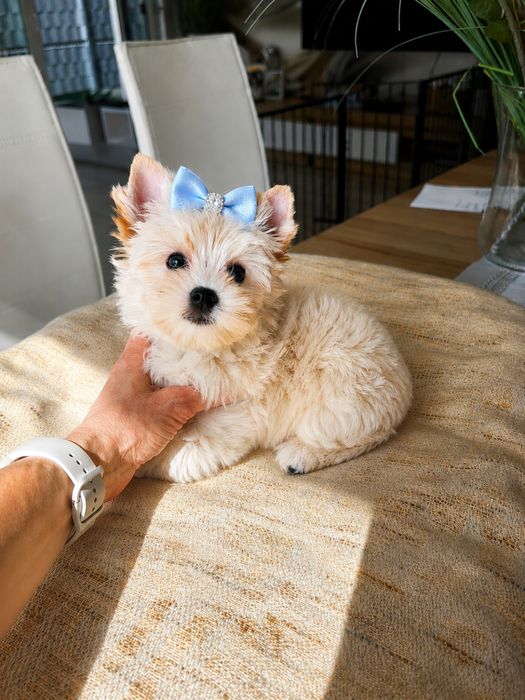 Cudowny chlopczyk Yorkshire Terrier