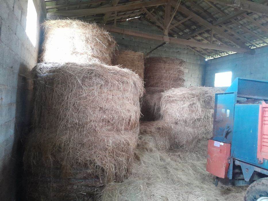 Feno de aveia azevem e erva natural