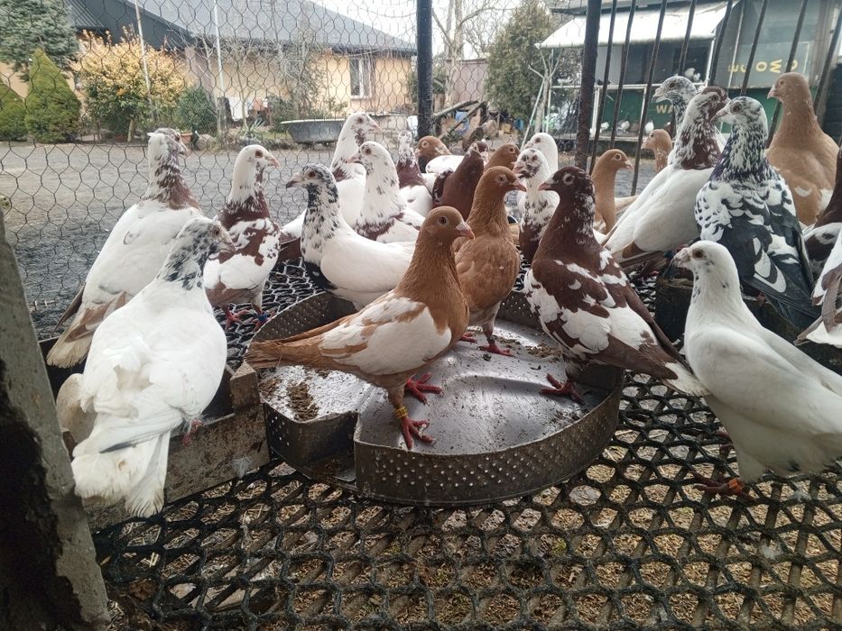 Mulemans Mulemansy ptaki gołębie ozdobne