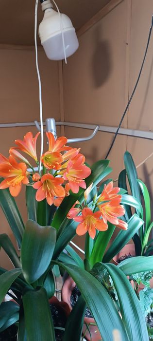 Кливия суриковокрасная