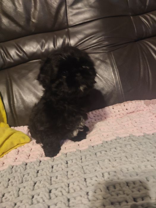 Suczka shihtzu czarna
