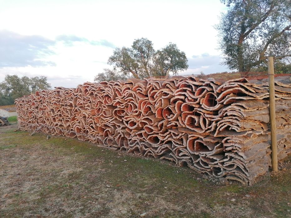 Cortiça na Árvore (Comércio e Extração)