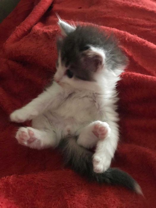 Справжні норвезькі лісові кошенята: 300 € - Коти Київ на Olx