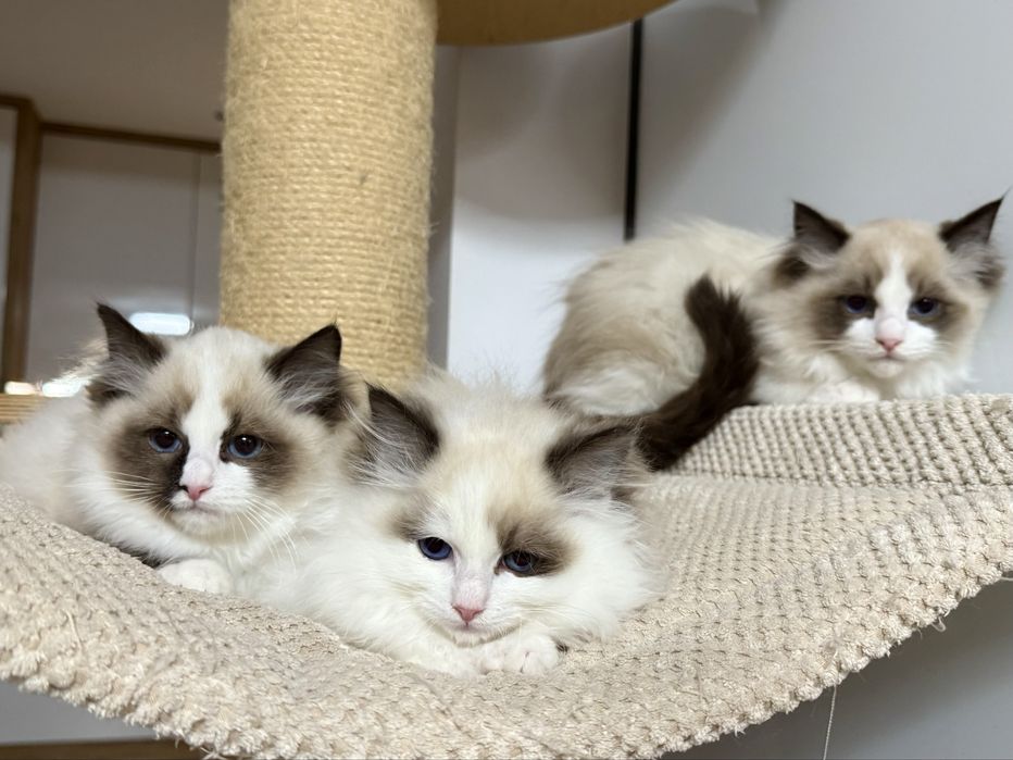 Kotka Ragdoll z rodowodem FPL