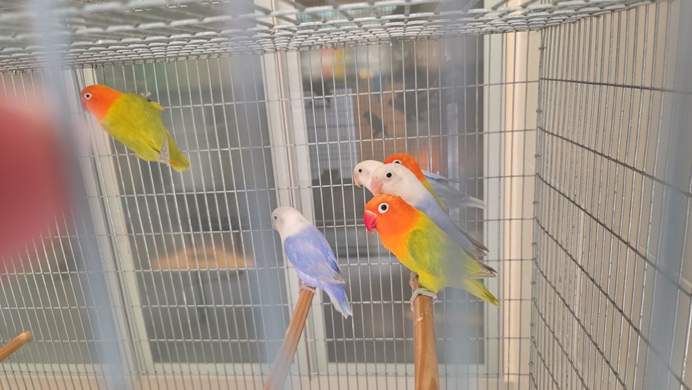 Agapornis Fischeris e Personatus