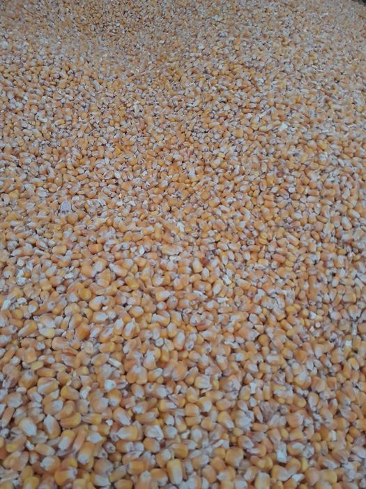 Kukurydza sucha 2025