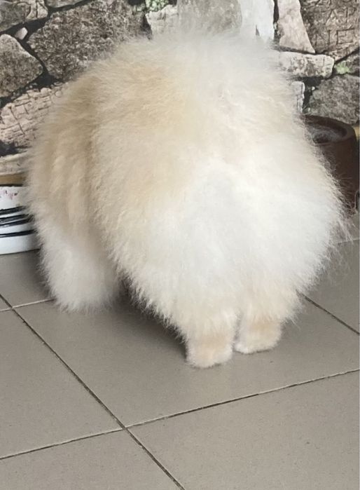 Вязка померанський  шпиц