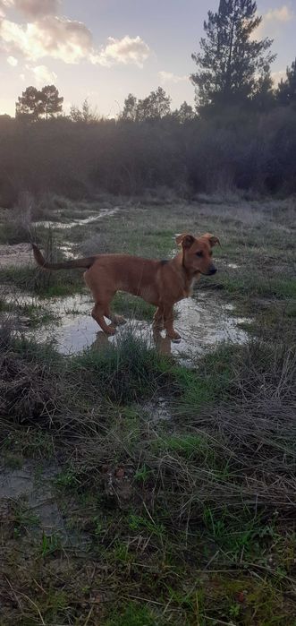 Cadelinha do 1 de Setembro