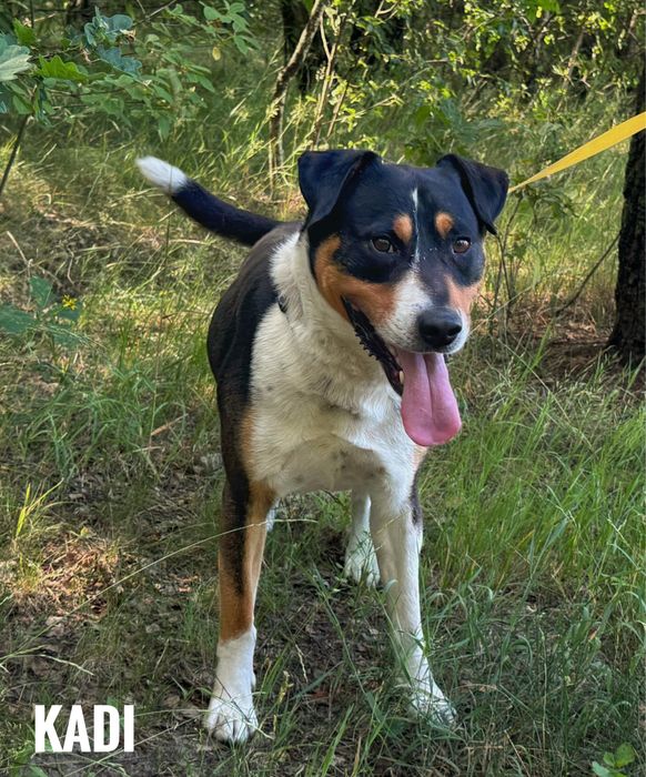 3 letni, 40 kg Kadi , łagodny do adopcji