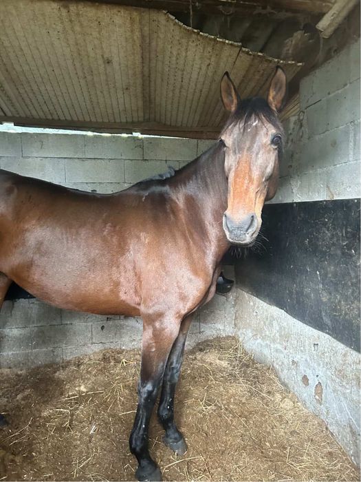 Égua de obstáculos