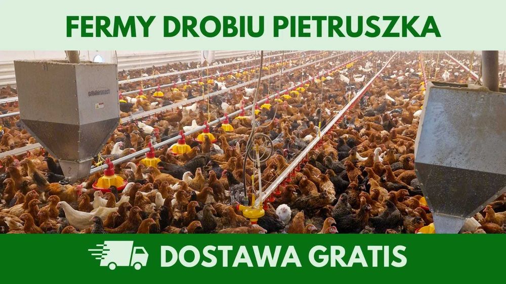 Kury nioski 12–20 tyg. | Dostawa GRATIS | Ferma Drobiu
