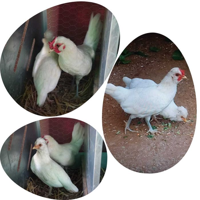 Casal Jovem galo com a sua galinha. Mãe paduana