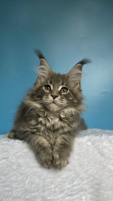 Девочка Мейн-кун,  голубой мрамор