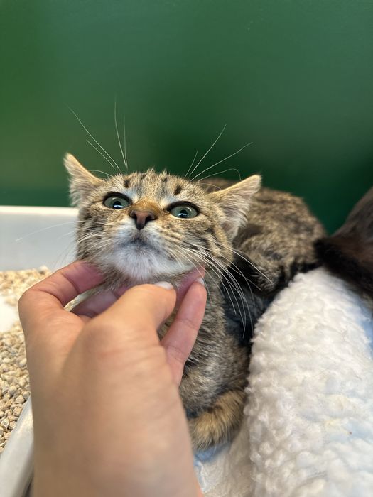 Котик тигрик кошеня 3,5 місяці сірий табі