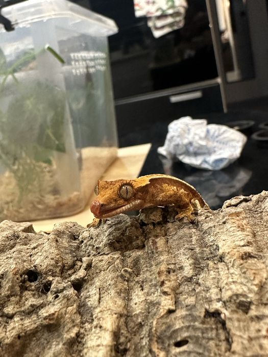 Gekon Orzęsiony PROMOCJA!