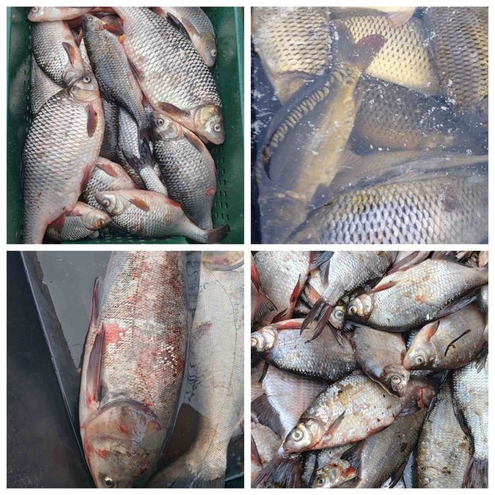 Жива риба свiжа риба