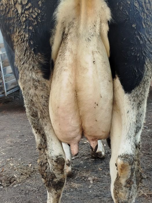 Продам добру корову