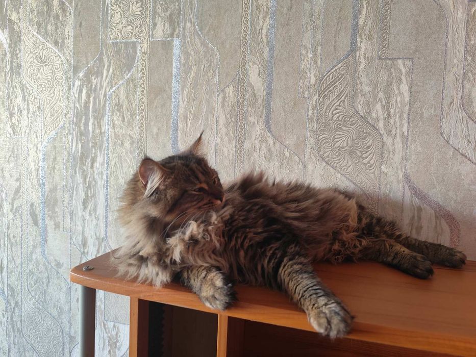 Кошеня Амурчик , 9 місяців