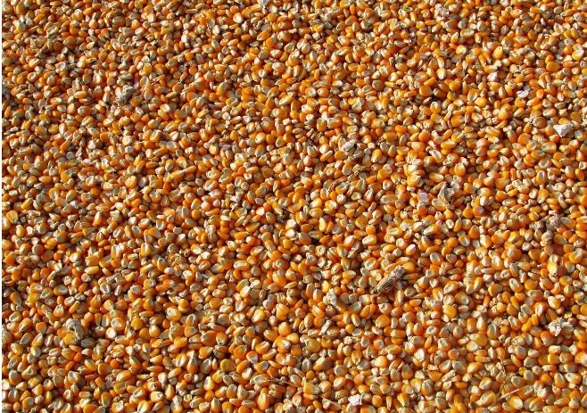 Milho caseiro colheita 2024