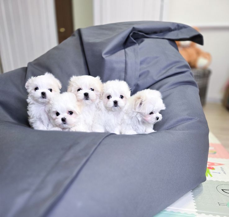 Мальтезе дівчатка та хлопчики