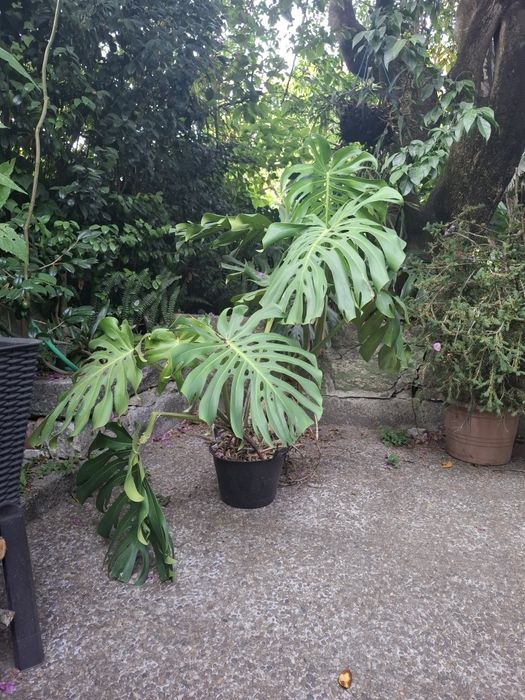 Monstera gigante