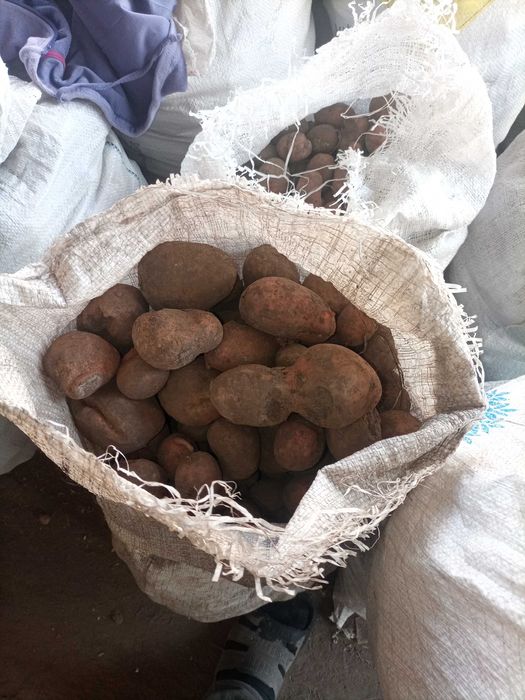 Картопля  велика і  дрібна