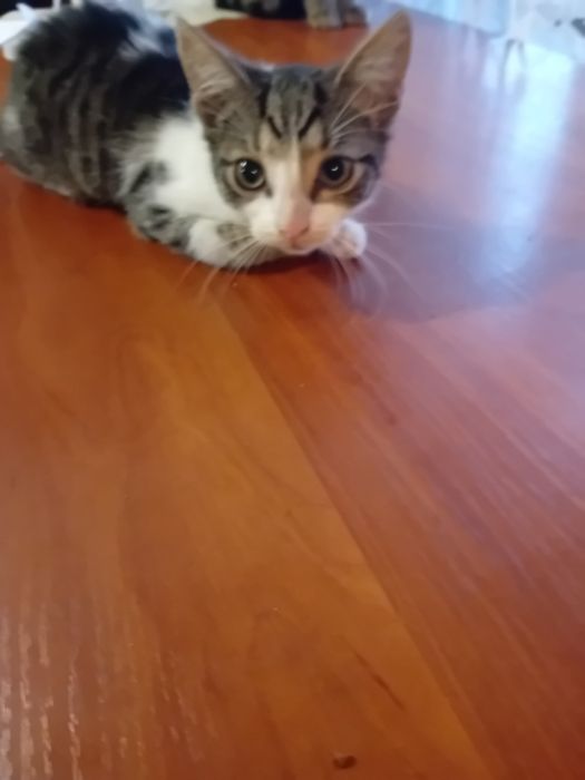 Oddam kotki w dobre ręce