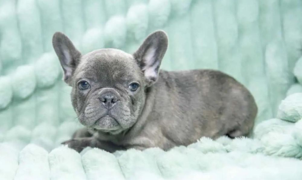 Bulldog Frances femea 2 meses