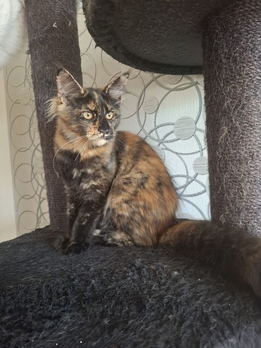 Sprzedam śliczną kotkę Maine Coon