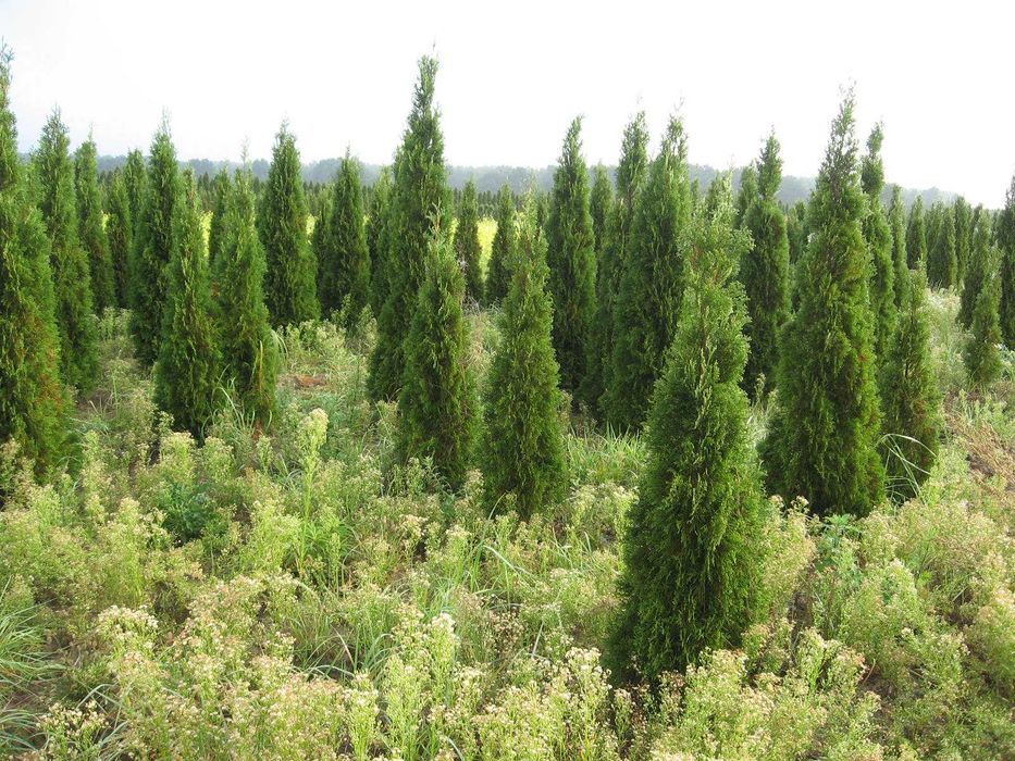 THUJA TUJA Szmaragd na żywopłot do 220cm PROMOCJA