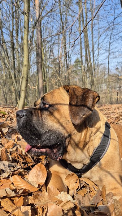 Dżej Si sama słodycz