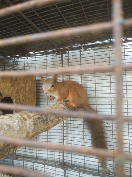 Продам пушистого зверька