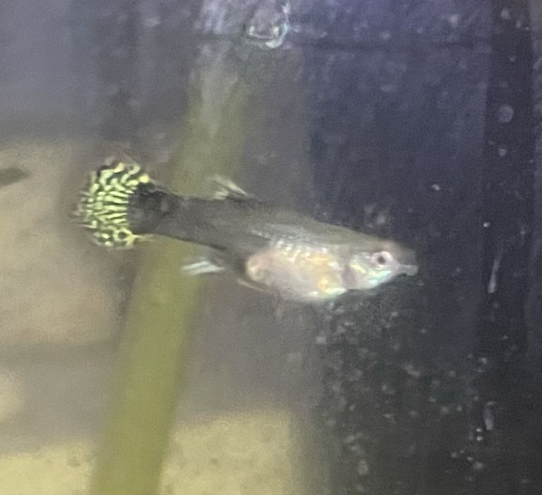 Guppies Red Dragon Halfmoon: Linha Pura Selecionada, Famalicão